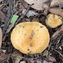 Cortinarius sp. at Bruce, ACT - 24 Jun 2022 03:38 PM