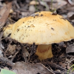 Cortinarius sp. at Bruce, ACT - 24 Jun 2022