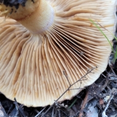 Cortinarius sp. at Bruce, ACT - 24 Jun 2022 03:38 PM