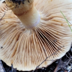 Cortinarius sp. at Bruce, ACT - 24 Jun 2022 03:38 PM