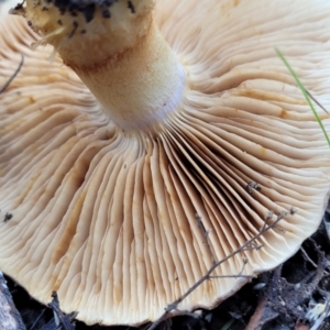 Cortinarius sp. at Bruce, ACT - 24 Jun 2022