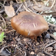 Cortinarius sp. (Cortinarius) at Gossan Hill - 24 Jun 2022 by trevorpreston