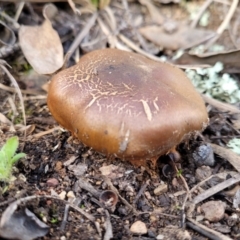 Unidentified Cap on a stem; gills below cap [mushrooms or mushroom-like] (TBC) at Gossan Hill - 24 Jun 2022 by trevorpreston