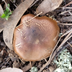 Cortinarius sp. at Bruce, ACT - 24 Jun 2022