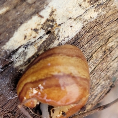 Lenkunya virgata (Brown-streaked planarian) at Bruce Ridge to Gossan Hill - 24 Jun 2022 by trevorpreston