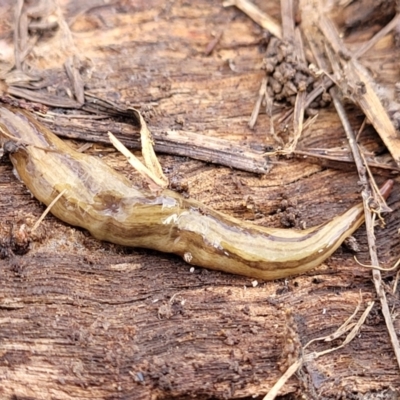 Lenkunya virgata (Brown-streaked planarian) at Bruce, ACT - 24 Jun 2022 by trevorpreston