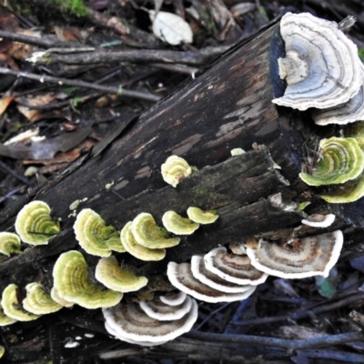 Trametes versicolor (Turkey Tail) at Tidbinbilla Nature Reserve - 22 Jun 2022 by JohnBundock