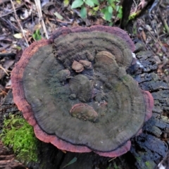 Unverified Fungus at Paddys River, ACT - 22 Jun 2022 by JohnBundock