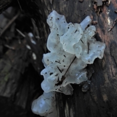 Tremella fuciformis (Snow Fungus) at Paddys River, ACT - 22 Jun 2022 by JohnBundock