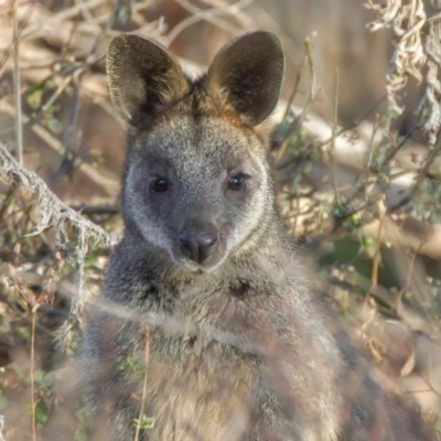 Wallabia bicolor (Swamp Wallaby) at McQuoids Hill - 24 Jun 2022 by angelb