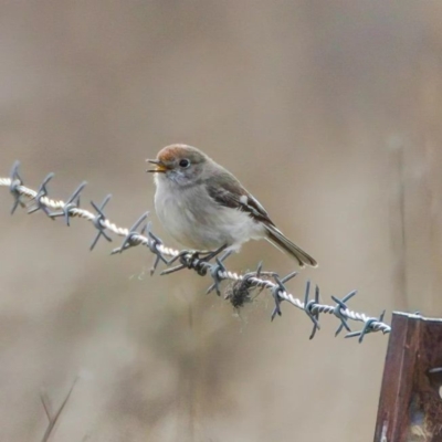 Petroica goodenovii (Red-capped Robin) at Booth, ACT - 24 Jun 2022 by angelb