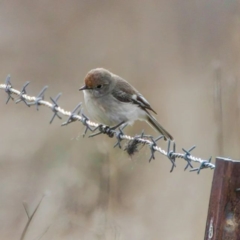 Petroica goodenovii at Booth, ACT - 24 Jun 2022 12:00 PM