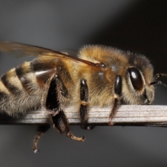 Apis mellifera (European honey bee) at Acton, ACT - 24 Jun 2022 by TimL