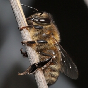 Apis mellifera at Acton, ACT - 24 Jun 2022 12:58 PM