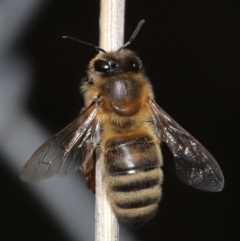 Apis mellifera at Acton, ACT - 24 Jun 2022