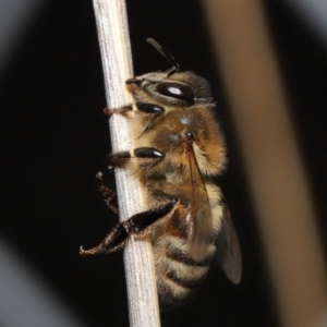 Apis mellifera at Acton, ACT - 24 Jun 2022