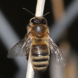 Apis mellifera at Acton, ACT - 24 Jun 2022