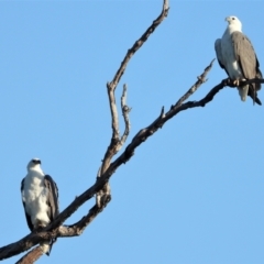 Haliaeetus leucogaster (White-bellied Sea-Eagle) at Mount Stuart, QLD - 21 May 2022 by TerryS