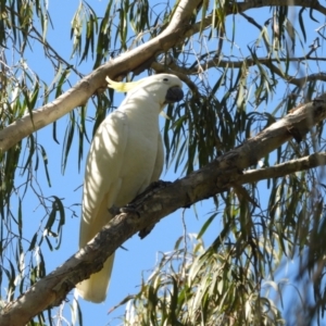 Cacatua galerita at Mount Stuart, QLD - 19 Jun 2022