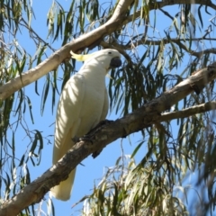Cacatua galerita (Sulphur-crested Cockatoo) at Mount Stuart, QLD - 19 Jun 2022 by TerryS