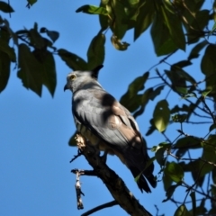 Aviceda subcristata (Pacific Baza) at Kelso, QLD - 19 Jun 2022 by TerryS