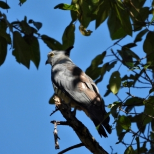 Aviceda subcristata (Pacific Baza) at by TerryS