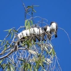 Artamus leucorynchus (White-breasted Woodswallow) at Mount Stuart, QLD - 19 Jun 2022 by TerryS