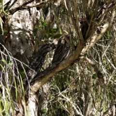 Podargus strigoides (Tawny Frogmouth) at Ross River, QLD - 19 Jun 2022 by TerryS