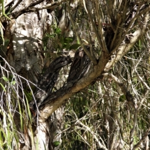 Podargus strigoides (Tawny Frogmouth) at Ross River, QLD by TerryS