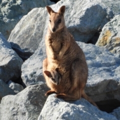 Petrogale assimilis (Allied Rock Wallaby) at Mount Stuart, QLD - 19 Jun 2022 by TerryS