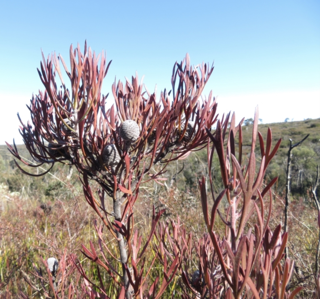 Isopogon anemonifolius at Newnes Plateau, NSW - 13 Jun 2022