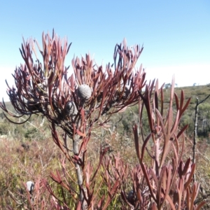 Isopogon anemonifolius at Newnes Plateau, NSW - 13 Jun 2022
