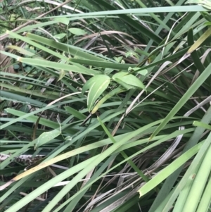 Eustrephus latifolius at Acton, ACT - 23 Jun 2022