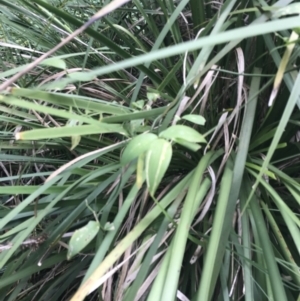 Eustrephus latifolius at Acton, ACT - 23 Jun 2022