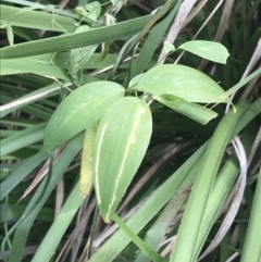 Eustrephus latifolius at Acton, ACT - 23 Jun 2022