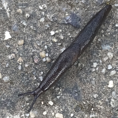 Deroceras sp. (genus) (A Slug or Snail) at Phillip, ACT - 20 Jun 2022 by Tapirlord