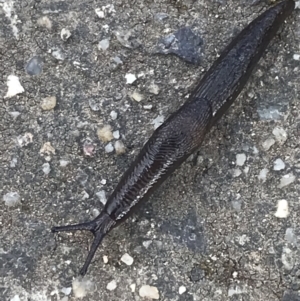 Deroceras sp. (genus) at Phillip, ACT - 20 Jun 2022