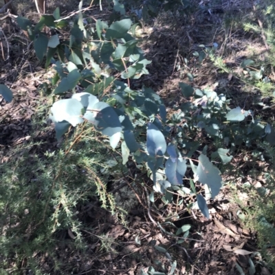 Eucalyptus dives (Broad-leaved Peppermint) at Tidbinbilla Nature Reserve - 19 Jun 2022 by Tapirlord