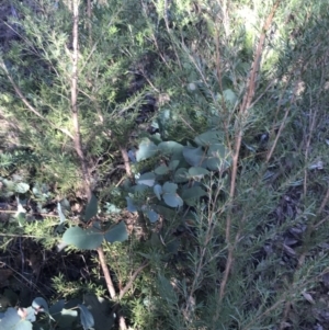 Eucalyptus dives at Paddys River, ACT - 19 Jun 2022