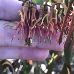 Amyema miquelii (Box Mistletoe) at Paddys River, ACT - 19 Jun 2022 by Tapirlord