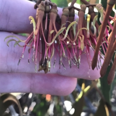 Amyema miquelii (Box Mistletoe) at Tidbinbilla Nature Reserve - 19 Jun 2022 by Tapirlord