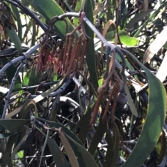 Amyema miquelii at Paddys River, ACT - 19 Jun 2022