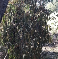 Amyema miquelii at Paddys River, ACT - 19 Jun 2022 02:09 PM