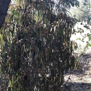 Amyema miquelii at Paddys River, ACT - 19 Jun 2022 02:09 PM