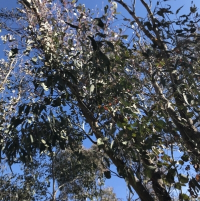 Eucalyptus nortonii (Large-flowered Bundy) at Tidbinbilla Nature Reserve - 19 Jun 2022 by Tapirlord