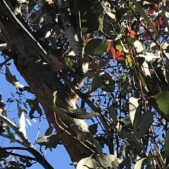 Eucalyptus nortonii at Tidbinbilla Nature Reserve - 19 Jun 2022