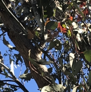 Eucalyptus nortonii at Paddys River, ACT - 19 Jun 2022