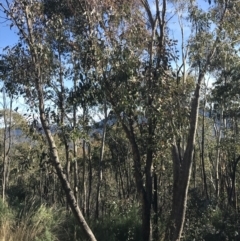 Eucalyptus nortonii at Paddys River, ACT - 19 Jun 2022