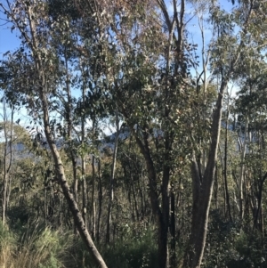 Eucalyptus nortonii at Tidbinbilla Nature Reserve - 19 Jun 2022 01:38 PM