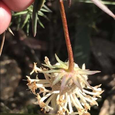 Pimelea treyvaudii (Grey Riceflower) at Paddys River, ACT - 19 Jun 2022 by Tapirlord